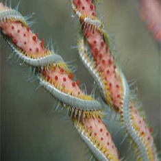 Underwater photographer Simon Gardener, worm
