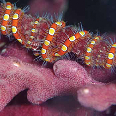 Underwater photographer Simon Gardener, worm