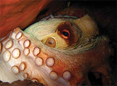 Octopus detail