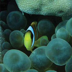 Underwater photographer Vyv Wilkins, anemonefish