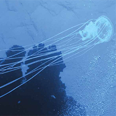 Underwater photographer Vyv Wilkins, jellyfish