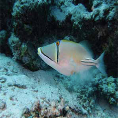 Underwater photographer Vyv Wilkins, Picasso triggerfish