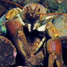 Underwater photographer Spencer Burrows, lobster
