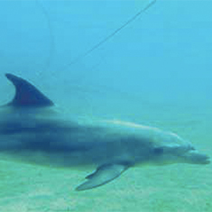 Underwater photographer Ian Clarke, dolphin