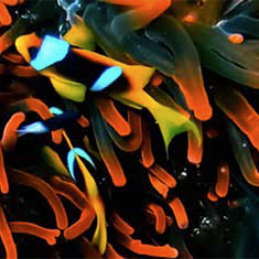 Underwater photographer Tony McCann, anemonefish