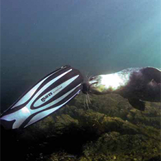 Underwater photographer Tony McCann, seal bites fin