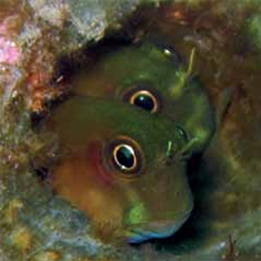 Underwater photographer Tanya Murphy, blennies