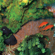 Underwater photographer Tanya Murphy, coral