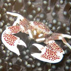 Underwater photographer Tanya Murphy, porcelain crab