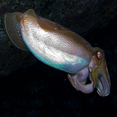 Underwater photographer Alan Smith, cuttlefish