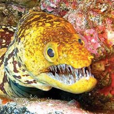 Underwater photographer Alan Smith, yellow moray