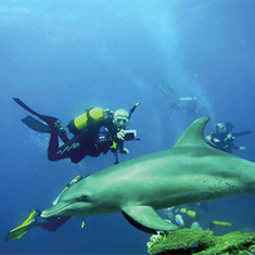 Underwater photographer Vyv Wilkins, dolphin