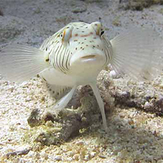 Underwater photographer Jonathan Jarman, fish.  Cool.