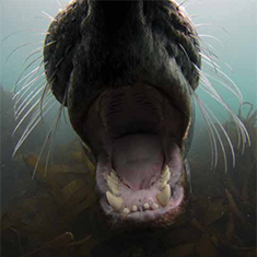 Underwater photographer Dan Massie, seal