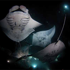 Underwater photographer Brandi Mueller, mantas