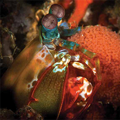 Underwater photographer Brandi Mueller, mantis shrimp