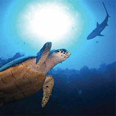 Underwater photographer Brandi Mueller, award-winning turtle and shark