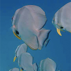 Underwater photographer Vyv Wilkins, batfish