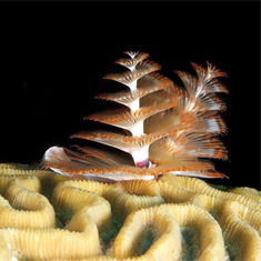 Underwater photographer Helen Parris, christmas tree worms
