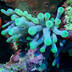 Underwater photographer Nick Stevens, anemone