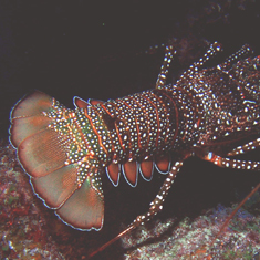 Underwater photographer Nick Stevens, lobster