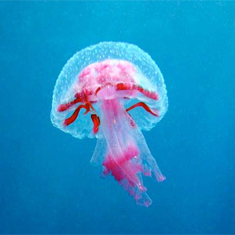 Underwater photographer Steve Lintern, jellyfish
