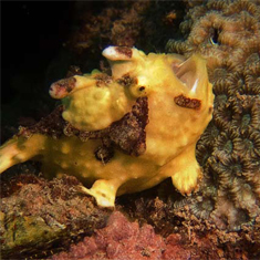 Underwater photographer James Wong, frogfish