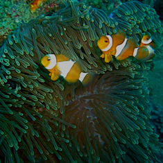 Underwater photographer Helen Staton, clownfish