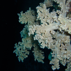 Underwater photographer Helen Staton, coral