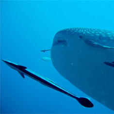 Underwater photographer Helen Staton, Prize-winning whale shark