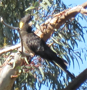 A black cockatoo for Ed, who likes that sort of thing