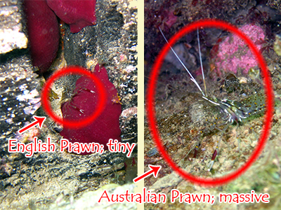 Footnote 1: Strayan Prawns Biggerer than English Prawns from a lecture by the same name: Lee, S, 2009.