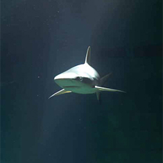 Underwater photographer Mark Bruce, grey reef shark