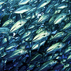 Underwater photographer Spencer Burrows, jacks