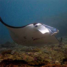 Underwater photographer Spencer Burrows, manta