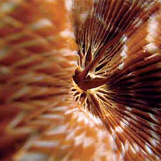 Underwater photographer Spencer Burrows, ribbon eel