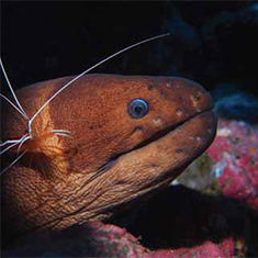 Underwater photographer Ian Clarke, moray