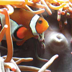 Underwater photographer Juliette Claro, clownfish