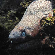Underwater photographer Juliette Claro, giant moray