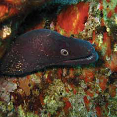 Underwater photographer Juliette Claro, moray eel