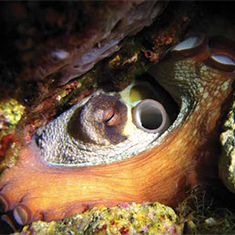 Underwater photographer Juliette Claro, octopus