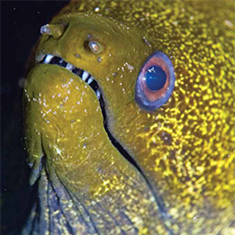 Underwater photographer Simon Gardener, moray