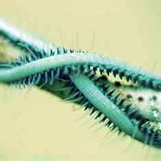 Underwater photographer Simon Gardener, worm