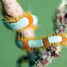 Underwater photographer Simon Gardener, worm