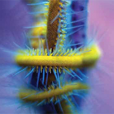 Underwater photographer Simon Gardener, worm