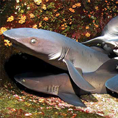 Underwater photographer Super Jolly, whitetip reef sharks