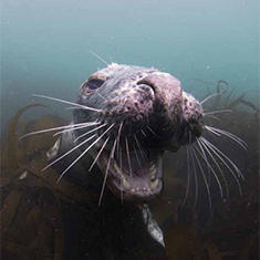 Underwater photographer Dan Massie, seal