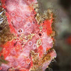 Underwater photographer Brandi Mueller, frogfish