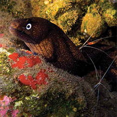 Underwater photographer Alan Smith, moray and shrimp